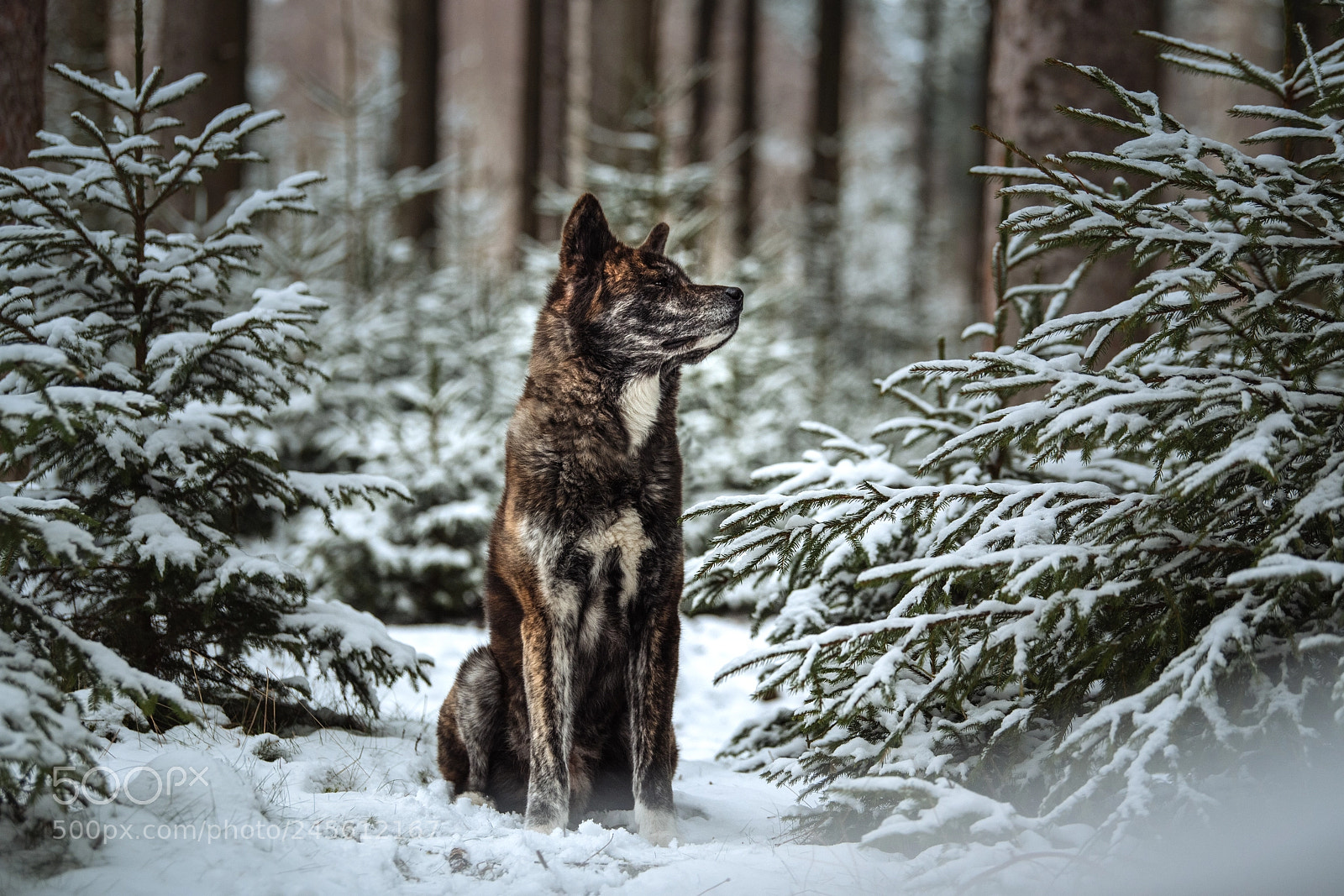 Nikon D850 sample photo. Winter in the woods photography