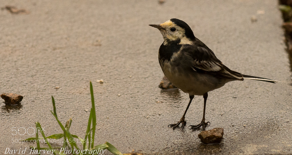 Nikon D7200 sample photo. Garden bird practise photography