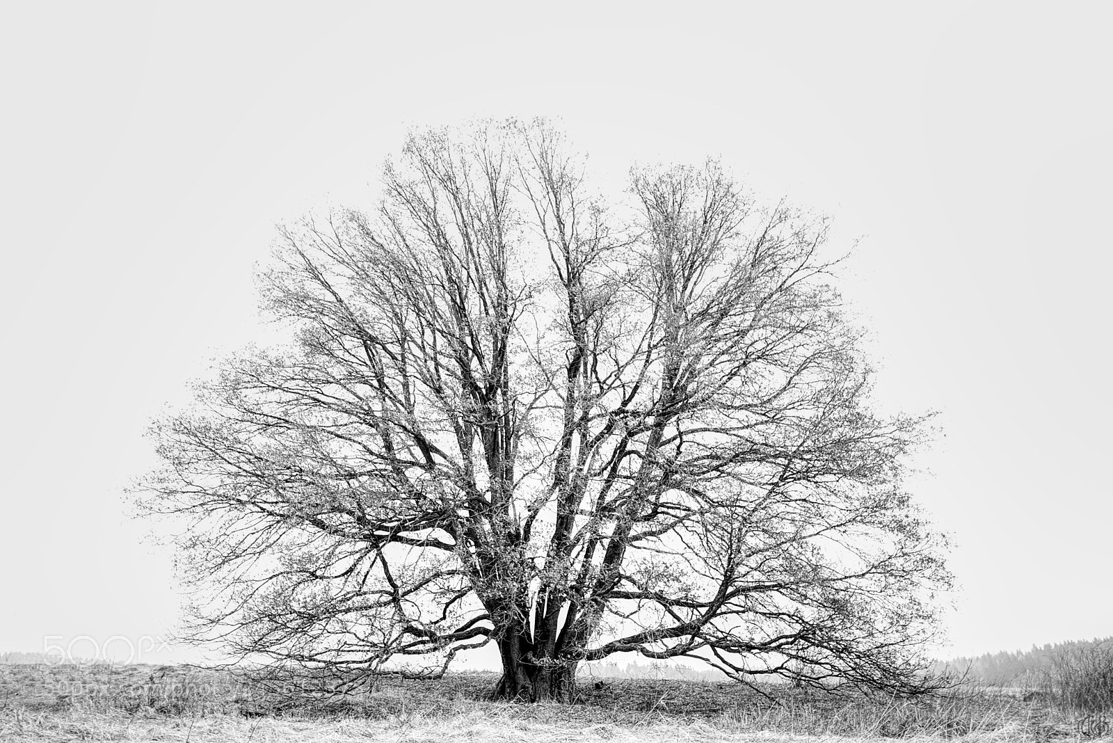 Canon EOS 750D (EOS Rebel T6i / EOS Kiss X8i) sample photo. Tree photography