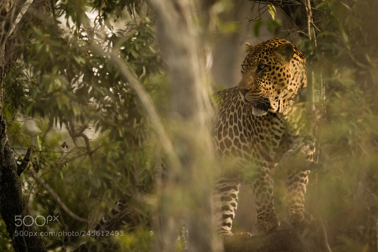 Canon EOS 7D Mark II sample photo. Ghost of the mara photography