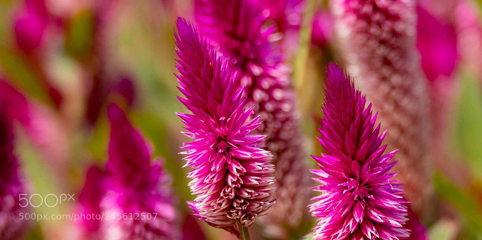 Sony a7R II sample photo. Quail tail photography
