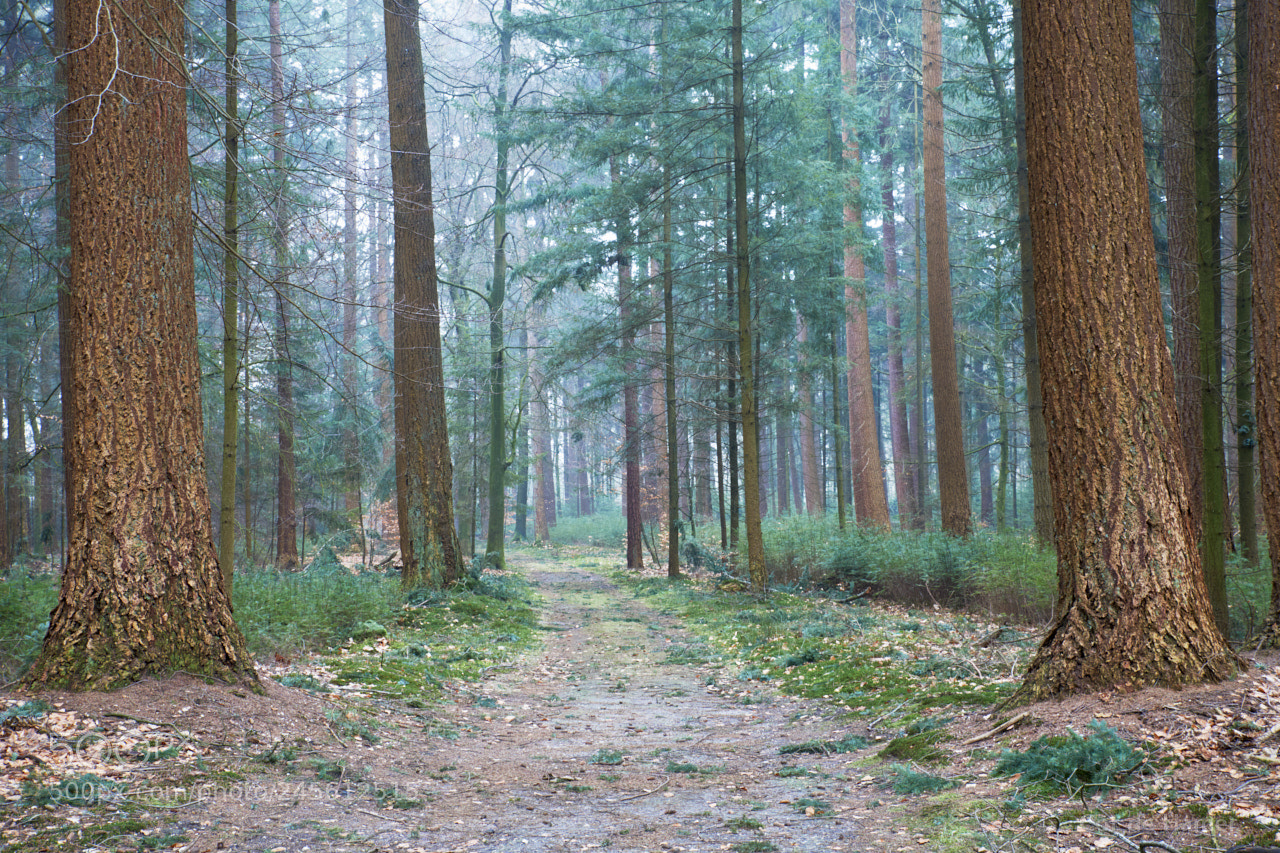 Sony SLT-A99V sample photo. Enter the foggy green photography