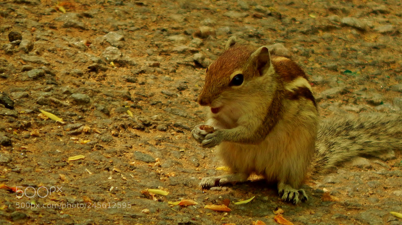 Nikon Coolpix L830 sample photo. Smiling squirrel photography
