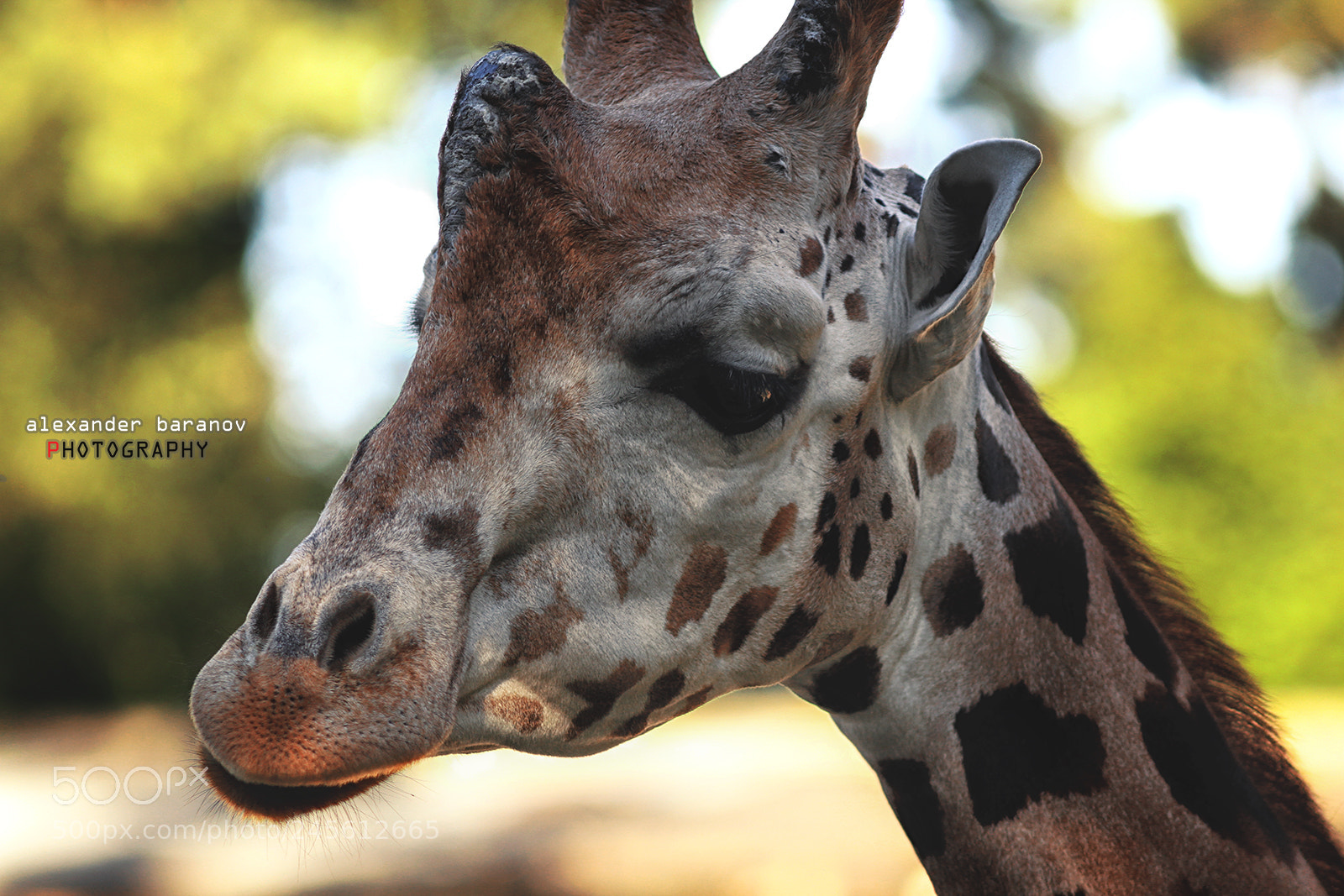 Canon EOS 60D sample photo. Giraffe portrait ii photography