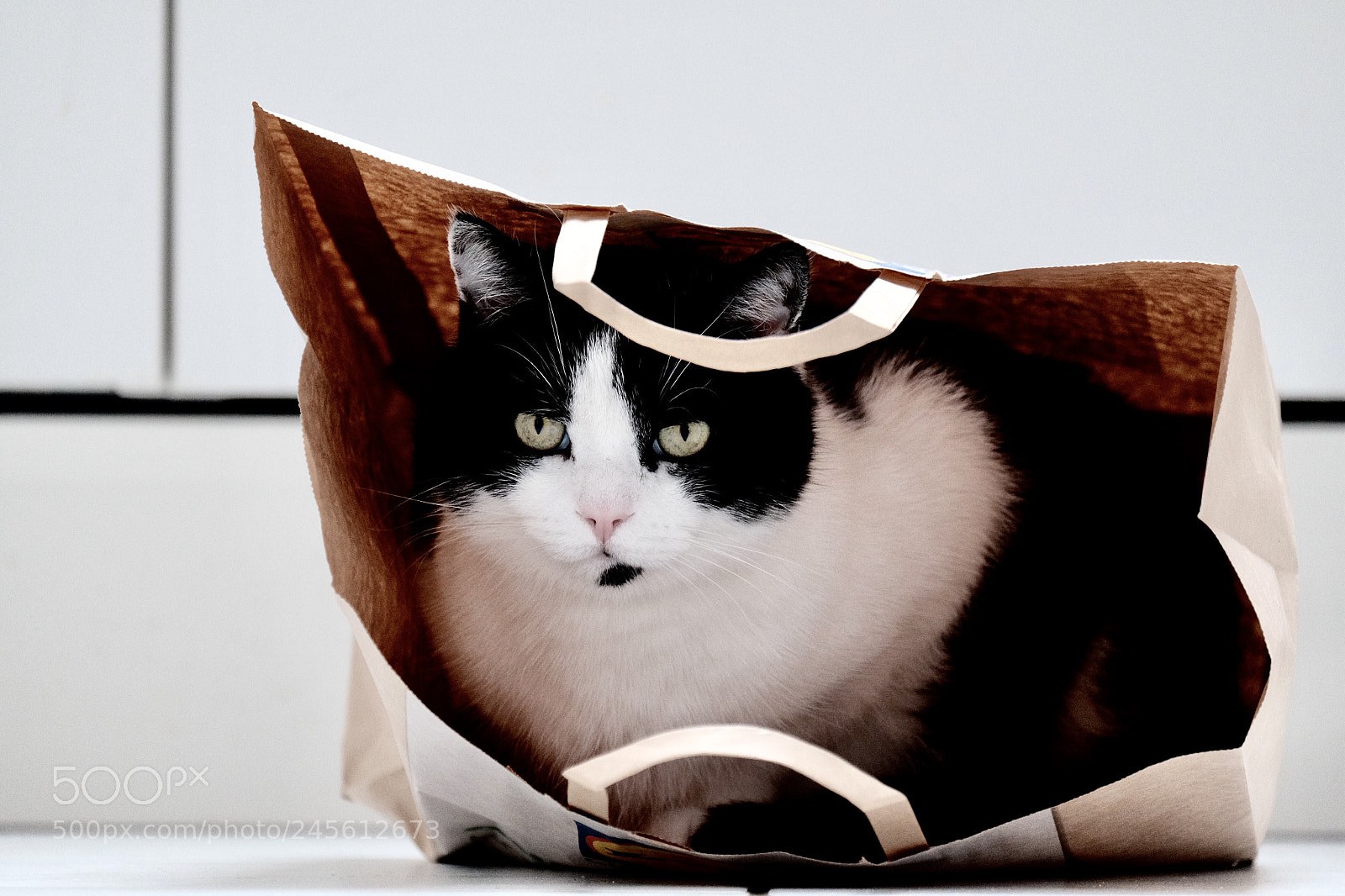 Fujifilm X-T1 sample photo. Shopping cat photography