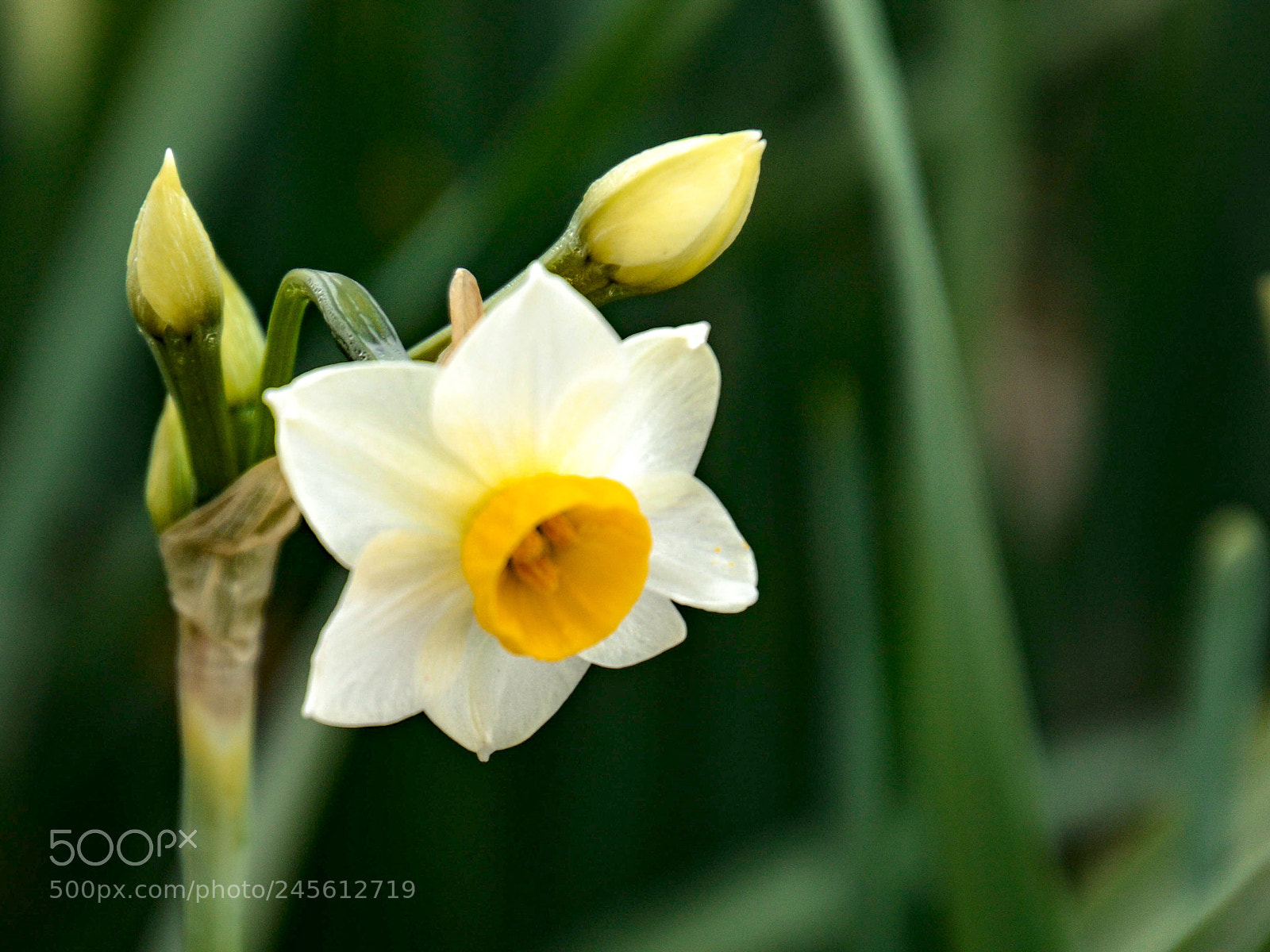 Nikon D7100 sample photo. Narcissus flower photography
