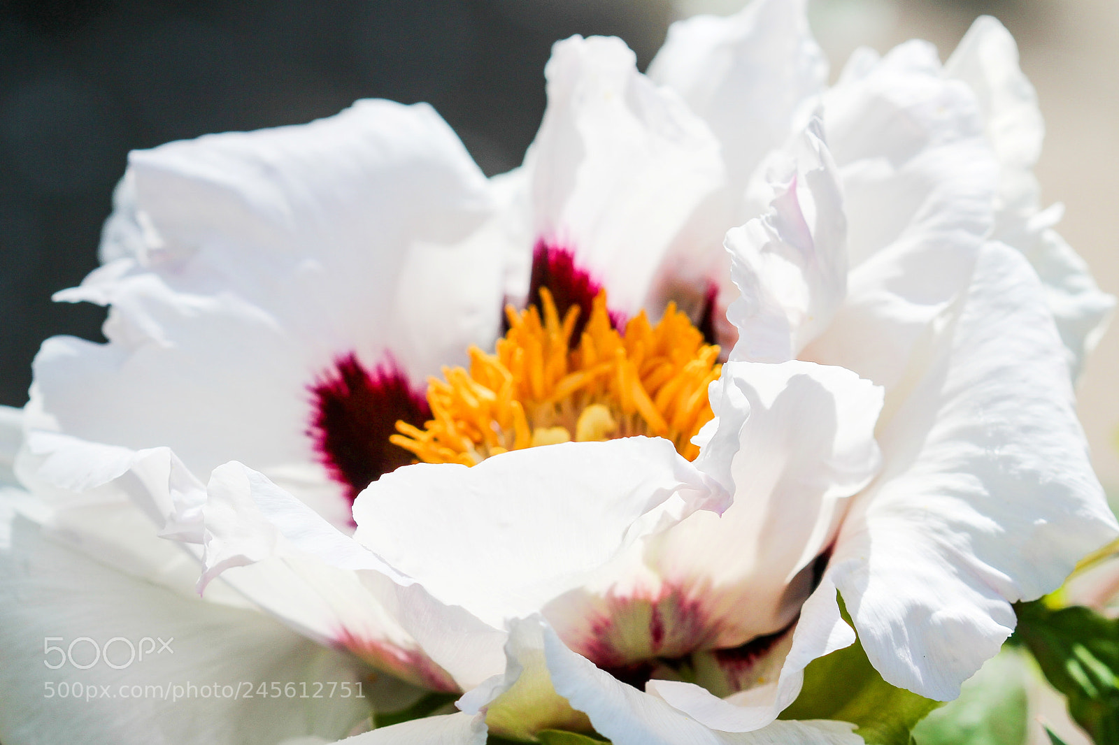 Canon EOS 600D (Rebel EOS T3i / EOS Kiss X5) sample photo. White peony photography