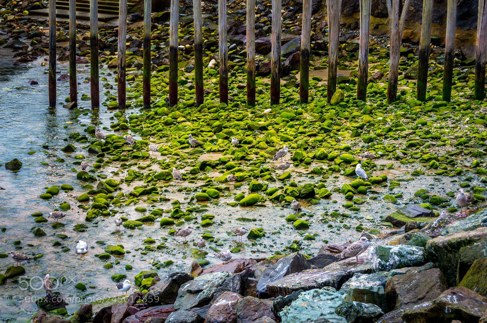 Nikon D3200 sample photo. Seagulls and mossy rocks photography
