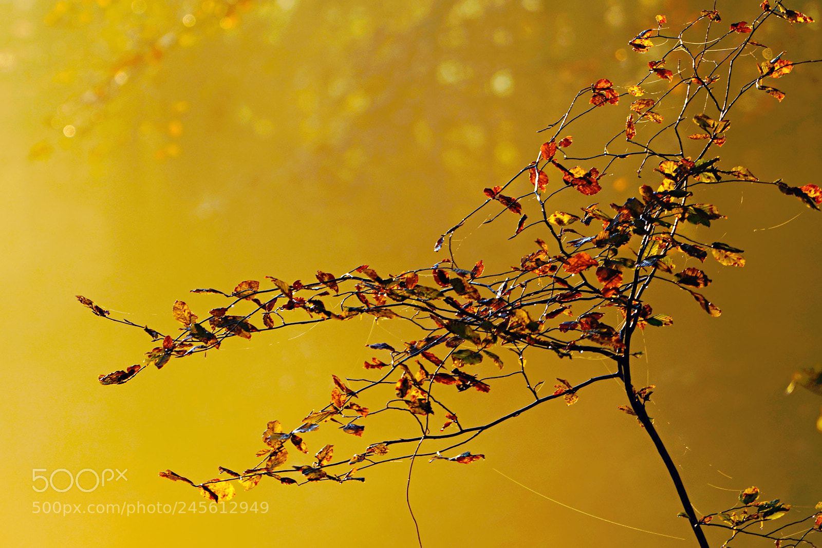 Sony a7R sample photo. Golden light photography