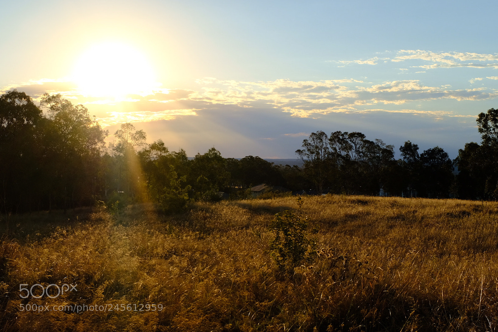 Fujifilm X100F sample photo. Golden grass photography