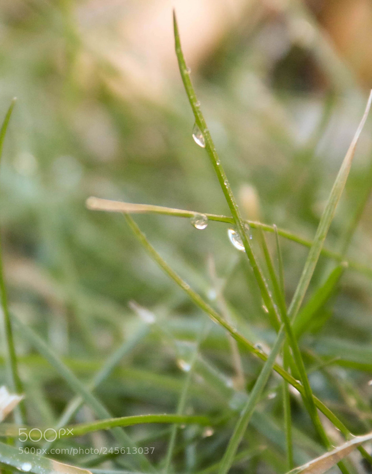 Canon EOS 760D (EOS Rebel T6s / EOS 8000D) sample photo. Droplets photography