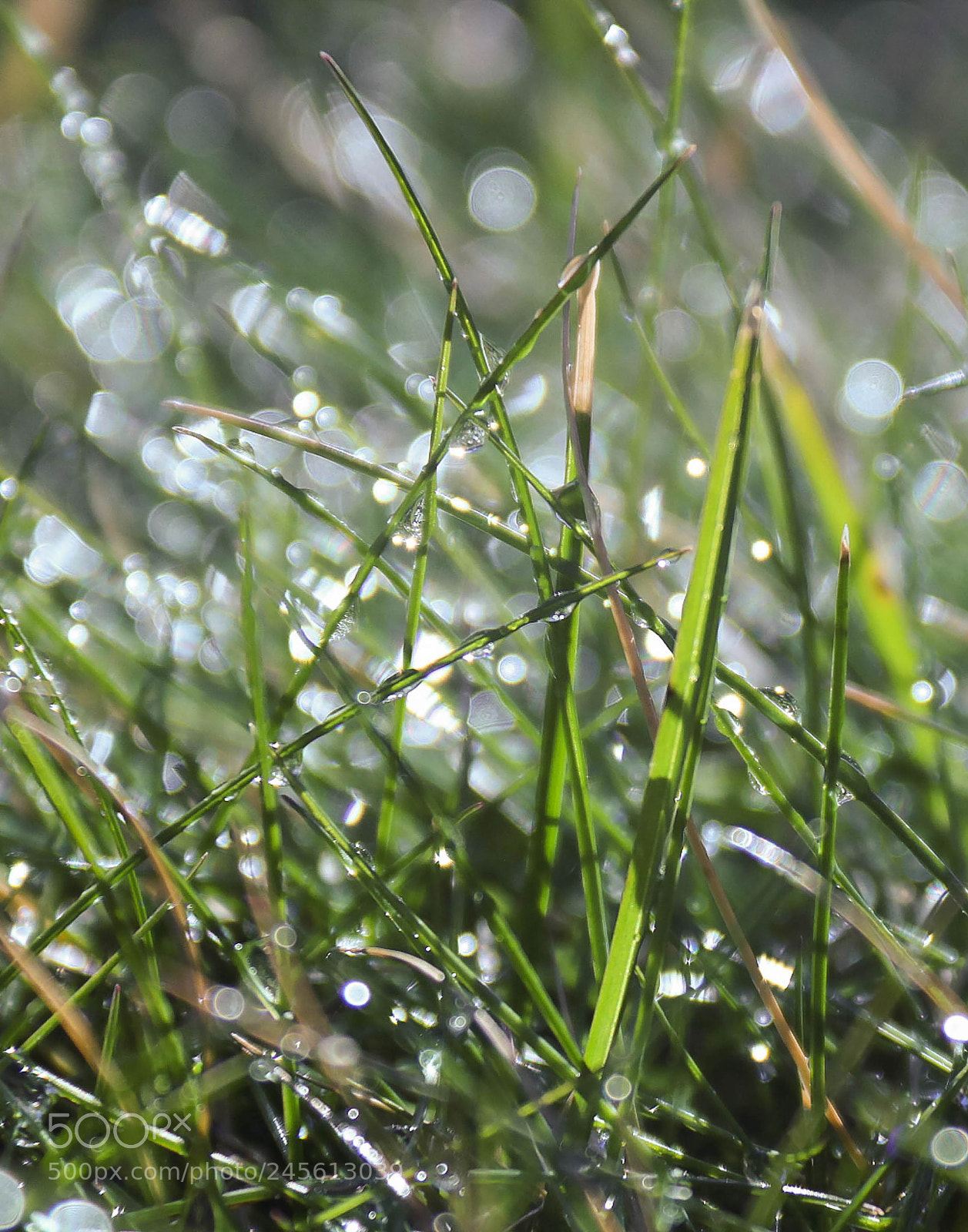 Canon EOS 760D (EOS Rebel T6s / EOS 8000D) sample photo. Grass photography