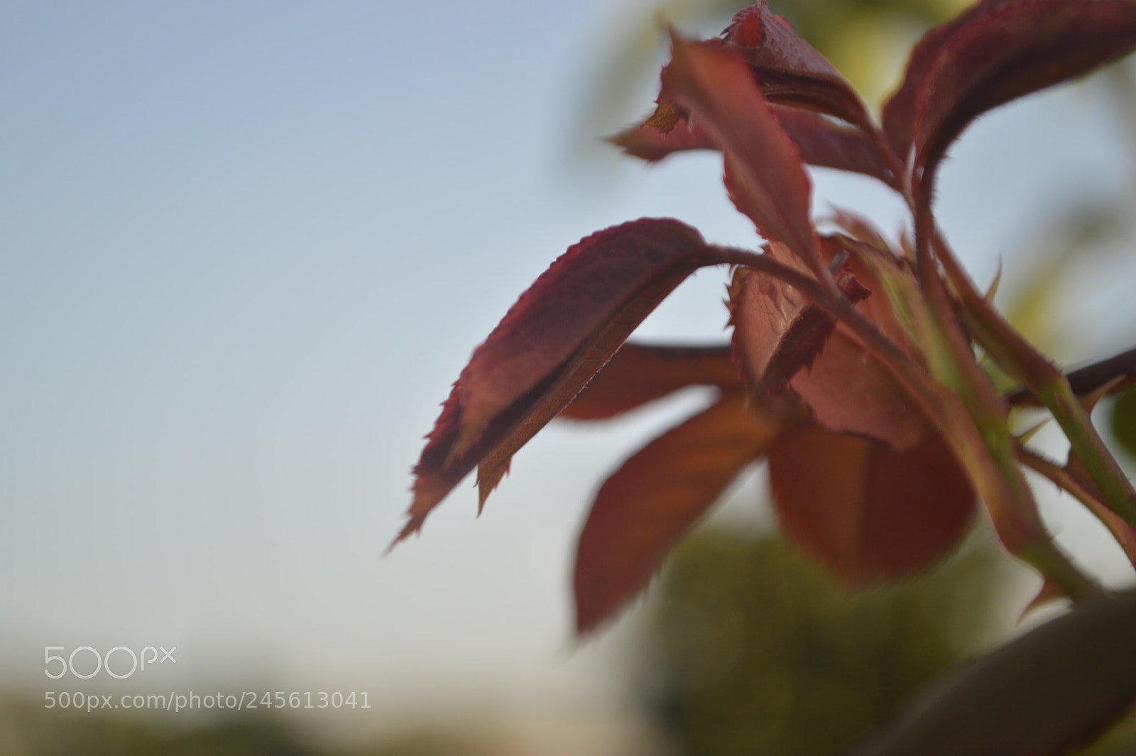 Nikon D3200 sample photo. Red photography