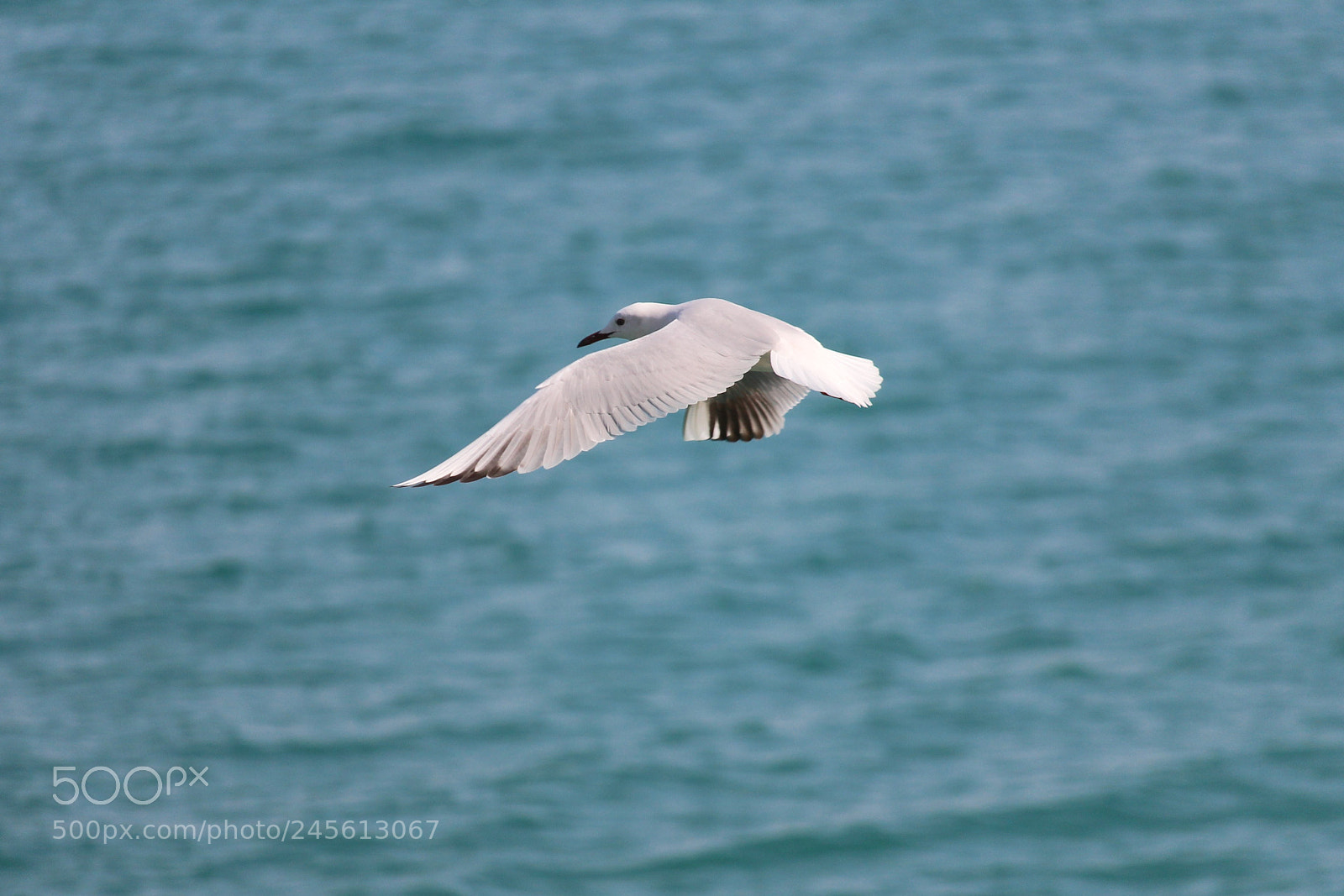 Canon EOS 700D (EOS Rebel T5i / EOS Kiss X7i) sample photo. Seagull photography