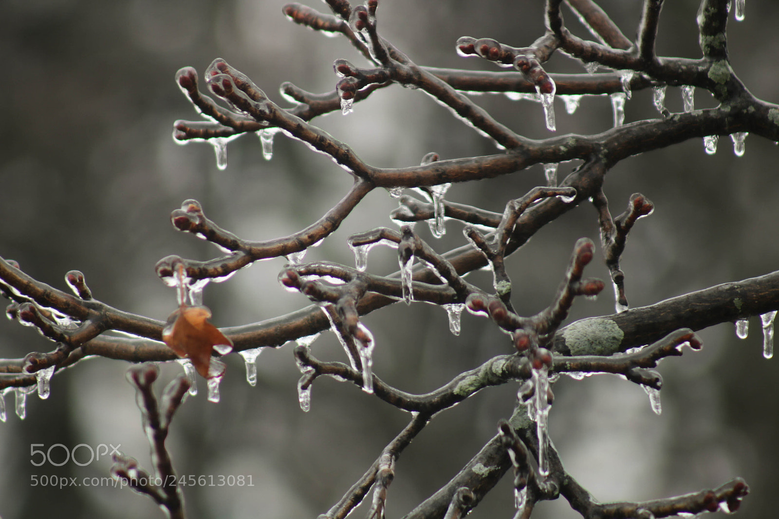 Canon EOS 760D (EOS Rebel T6s / EOS 8000D) sample photo. Icy trees photography