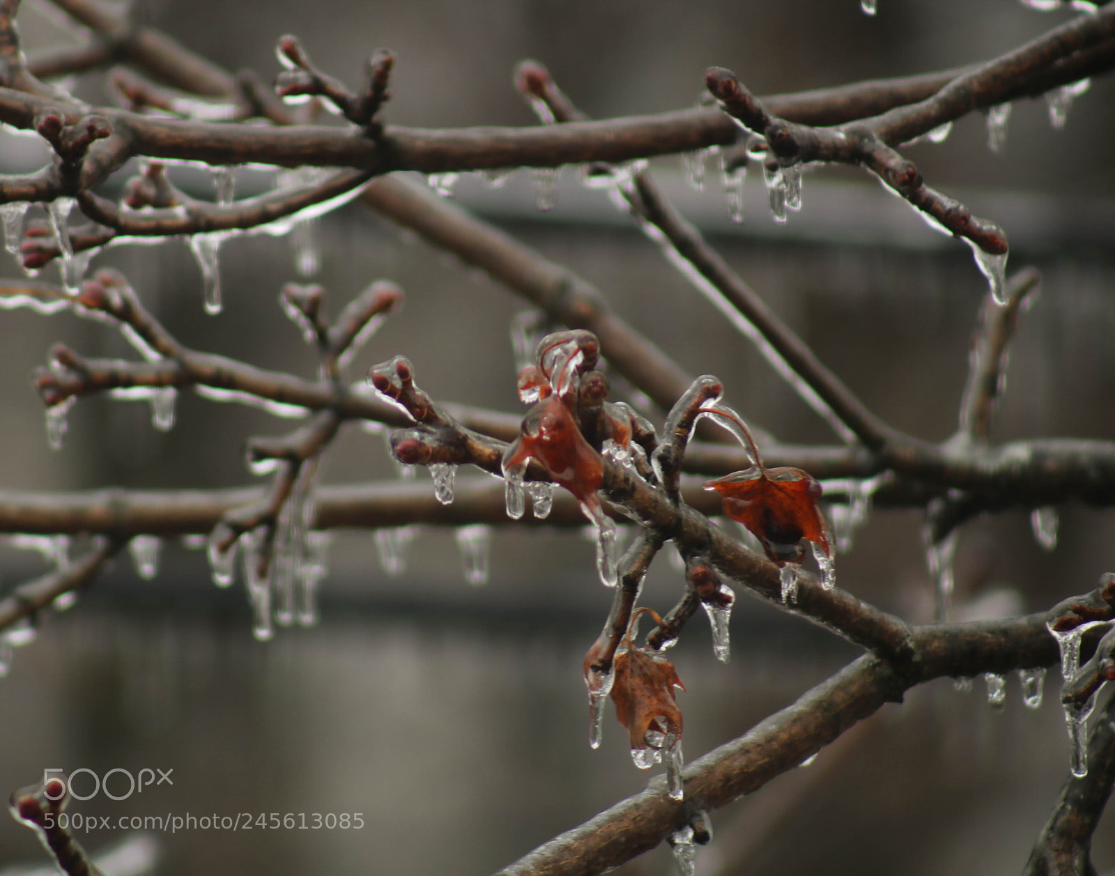 Canon EOS 760D (EOS Rebel T6s / EOS 8000D) sample photo. Icy trees photography