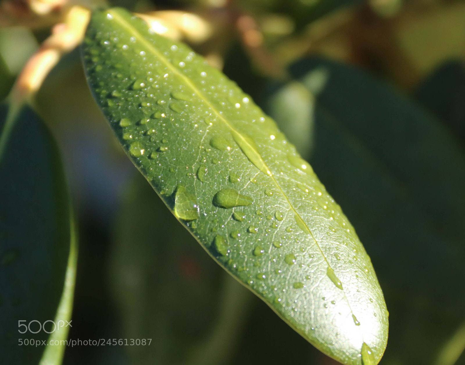 Canon EOS 760D (EOS Rebel T6s / EOS 8000D) sample photo. Leave photography