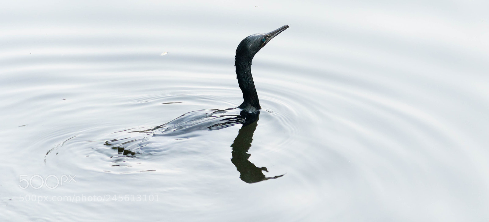 Canon EOS 7D Mark II sample photo. Capensis (cape cormorant) photography