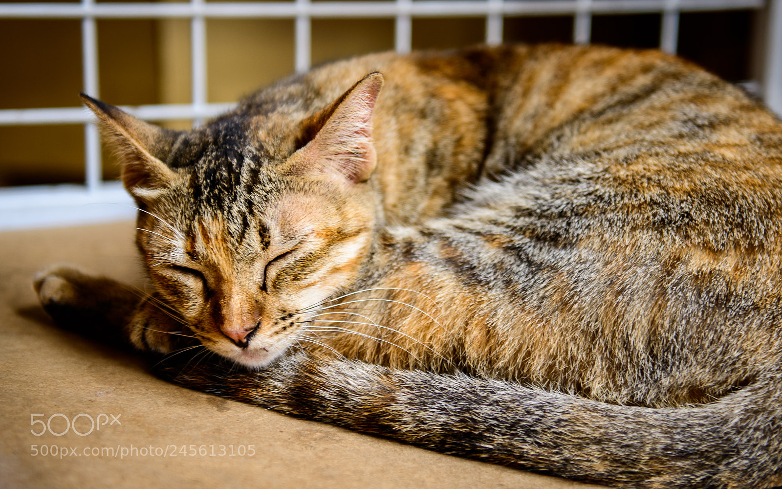 Nikon D800E sample photo. Untitled photography