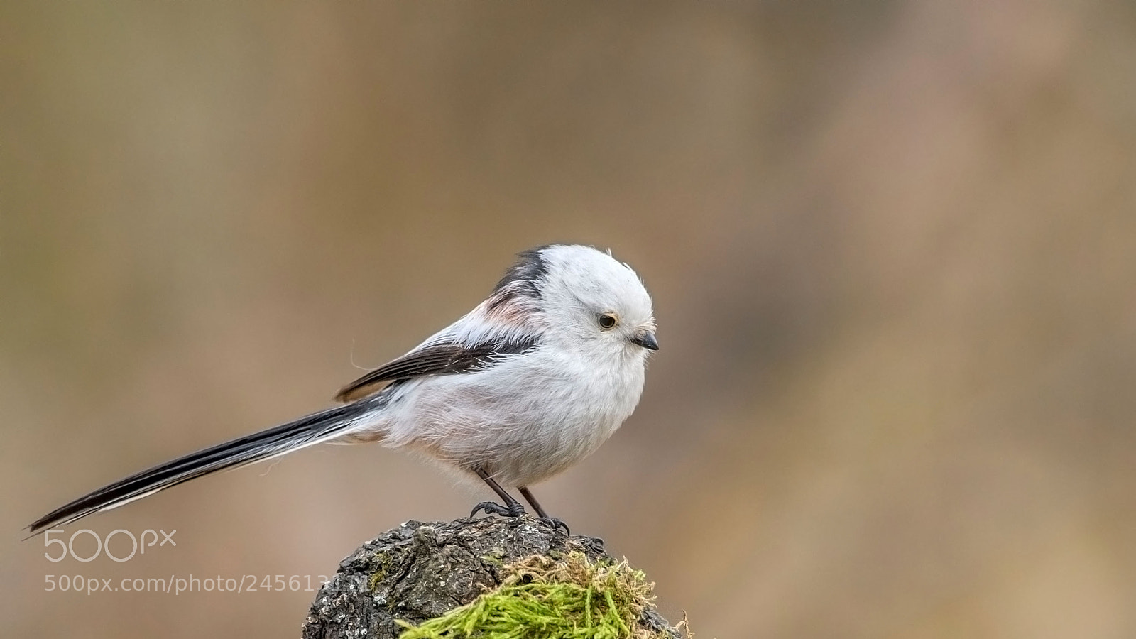 Nikon D500 sample photo. Long-tailed tit photography