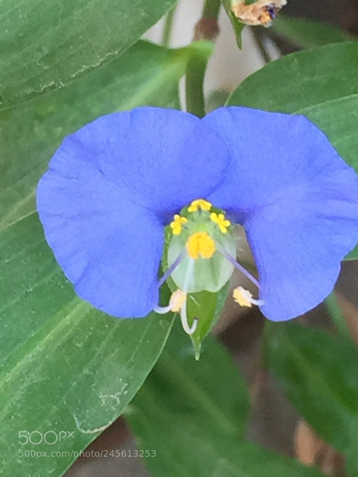 Apple iPhone 6 Plus sample photo. Blue flower photography