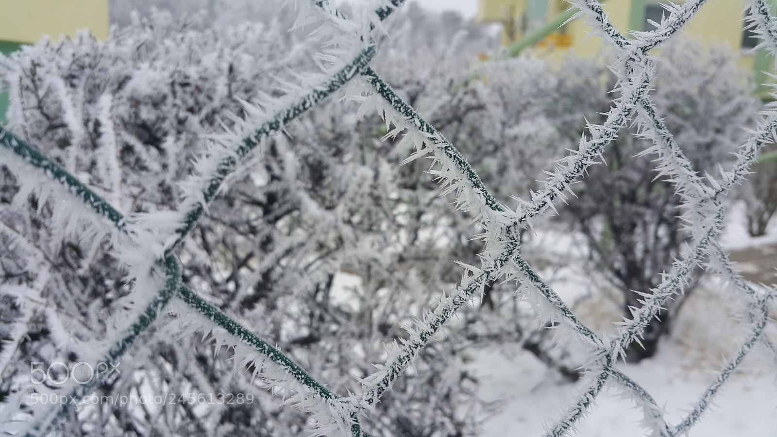 Samsung Galaxy Note4 sample photo. Hoarfrost photography