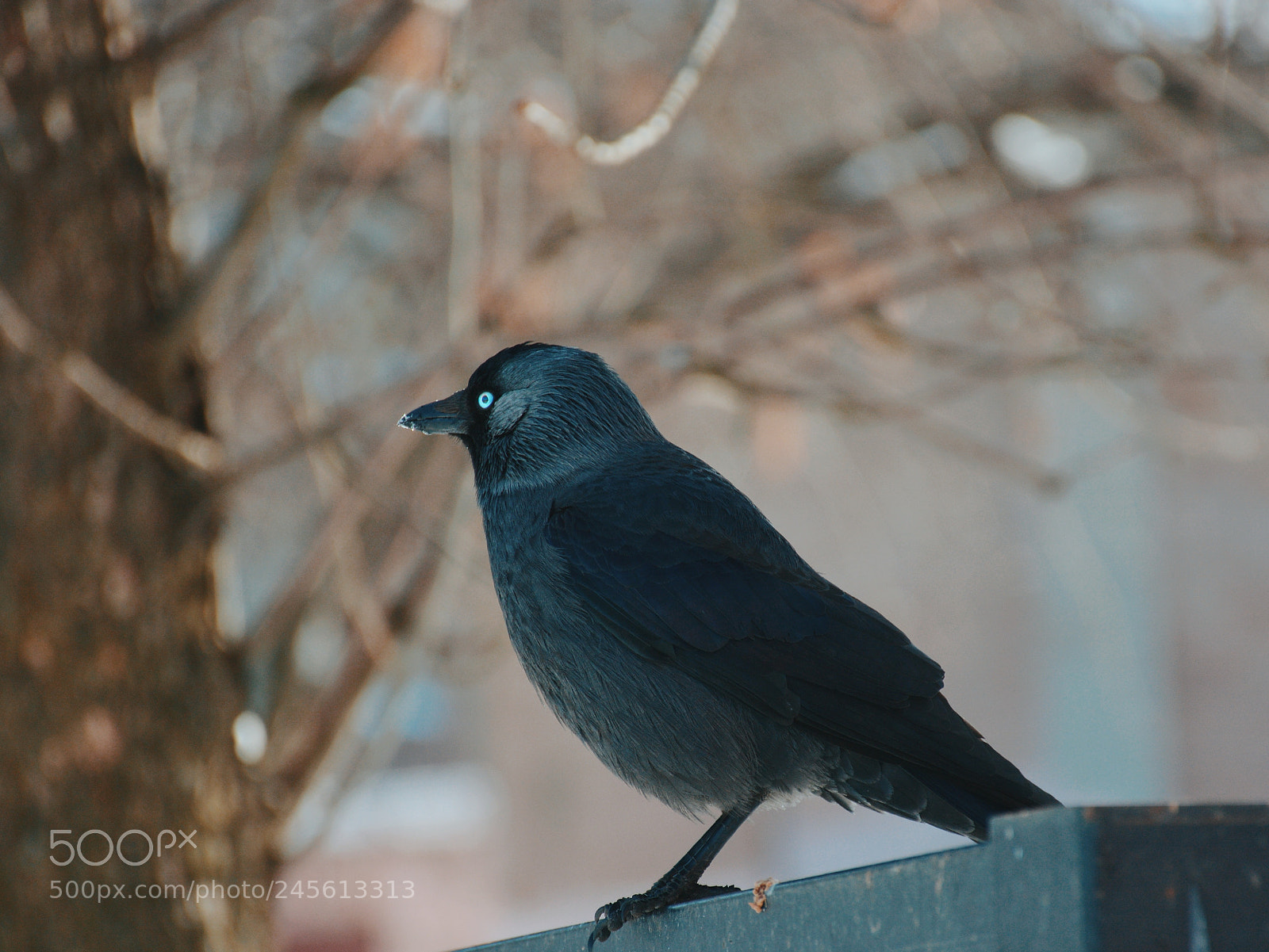 Nikon D7100 sample photo. Bird black photography