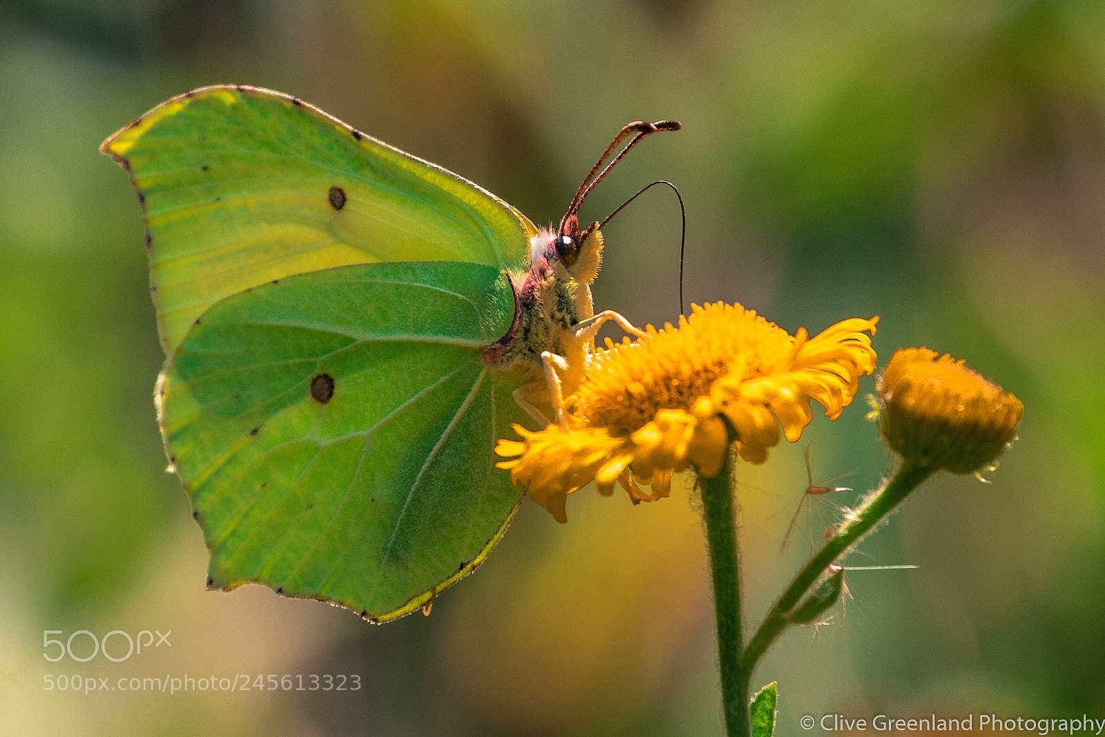 Canon EOS 7D Mark II sample photo. Brimstone butterfly photography