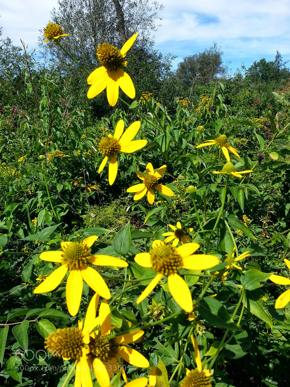 Samsung Galaxy S3 sample photo. Wildflower photography