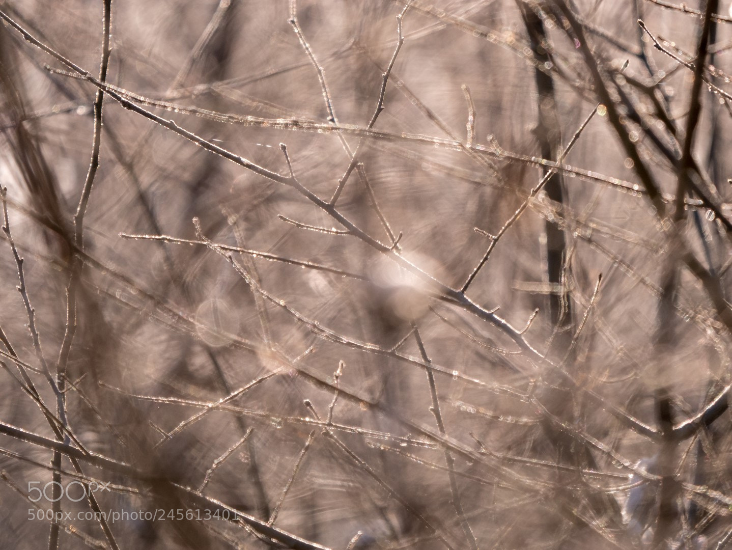 Panasonic Lumix DMC-GX85 (Lumix DMC-GX80 / Lumix DMC-GX7 Mark II) sample photo. Winter light photography