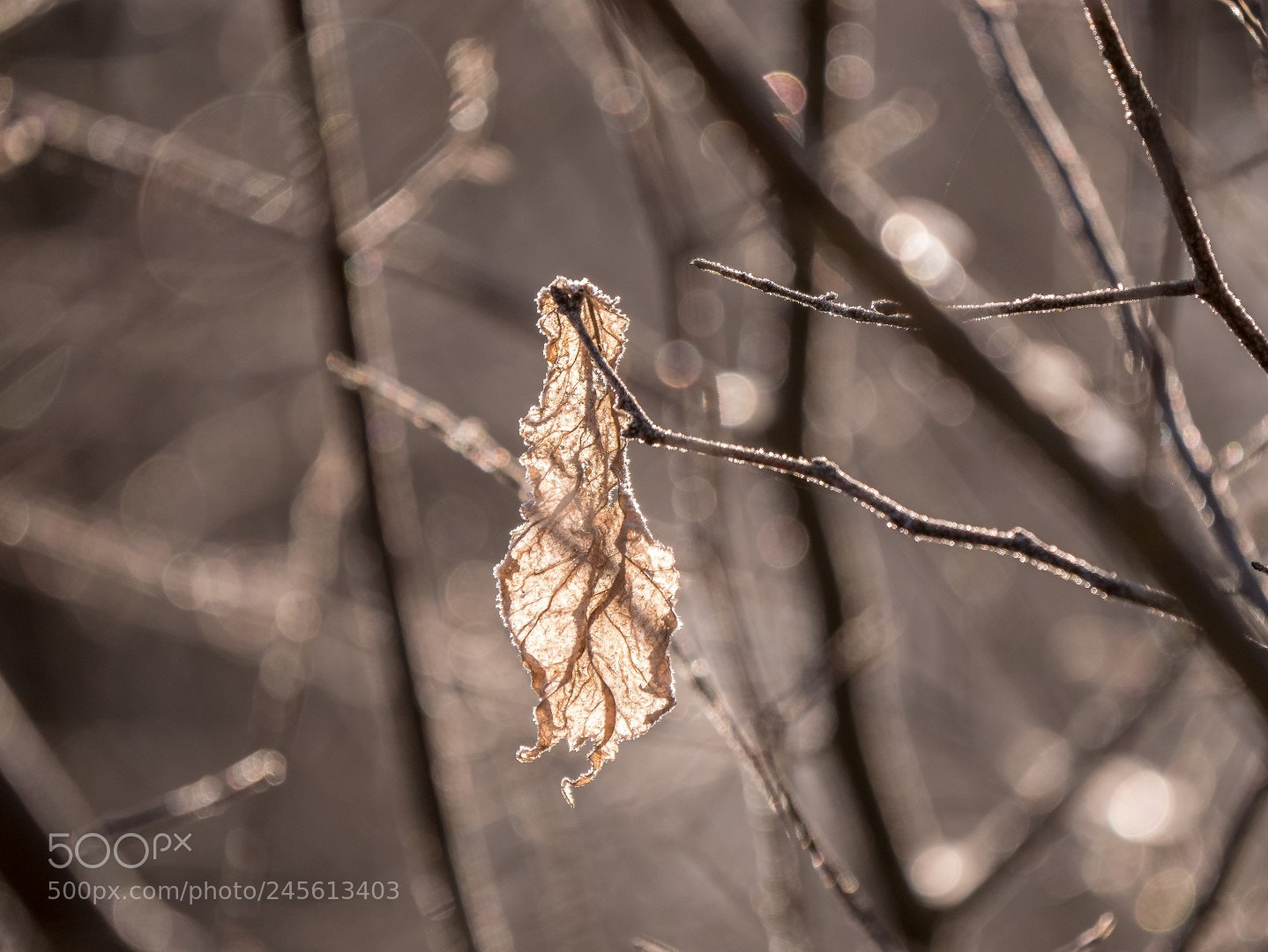 Panasonic Lumix DMC-GX85 (Lumix DMC-GX80 / Lumix DMC-GX7 Mark II) sample photo. Winter light photography