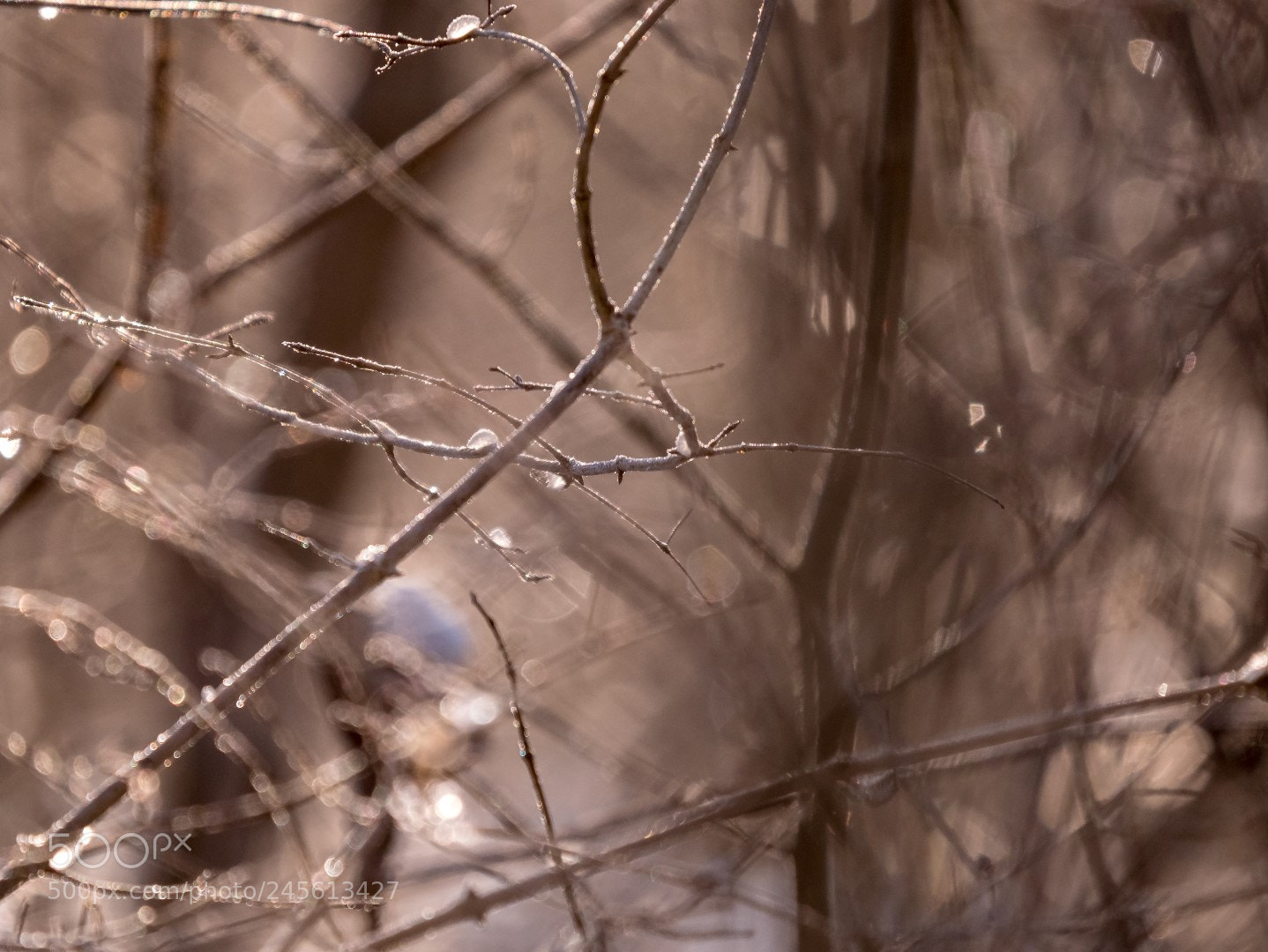 Panasonic Lumix DMC-GX85 (Lumix DMC-GX80 / Lumix DMC-GX7 Mark II) sample photo. Winter light photography