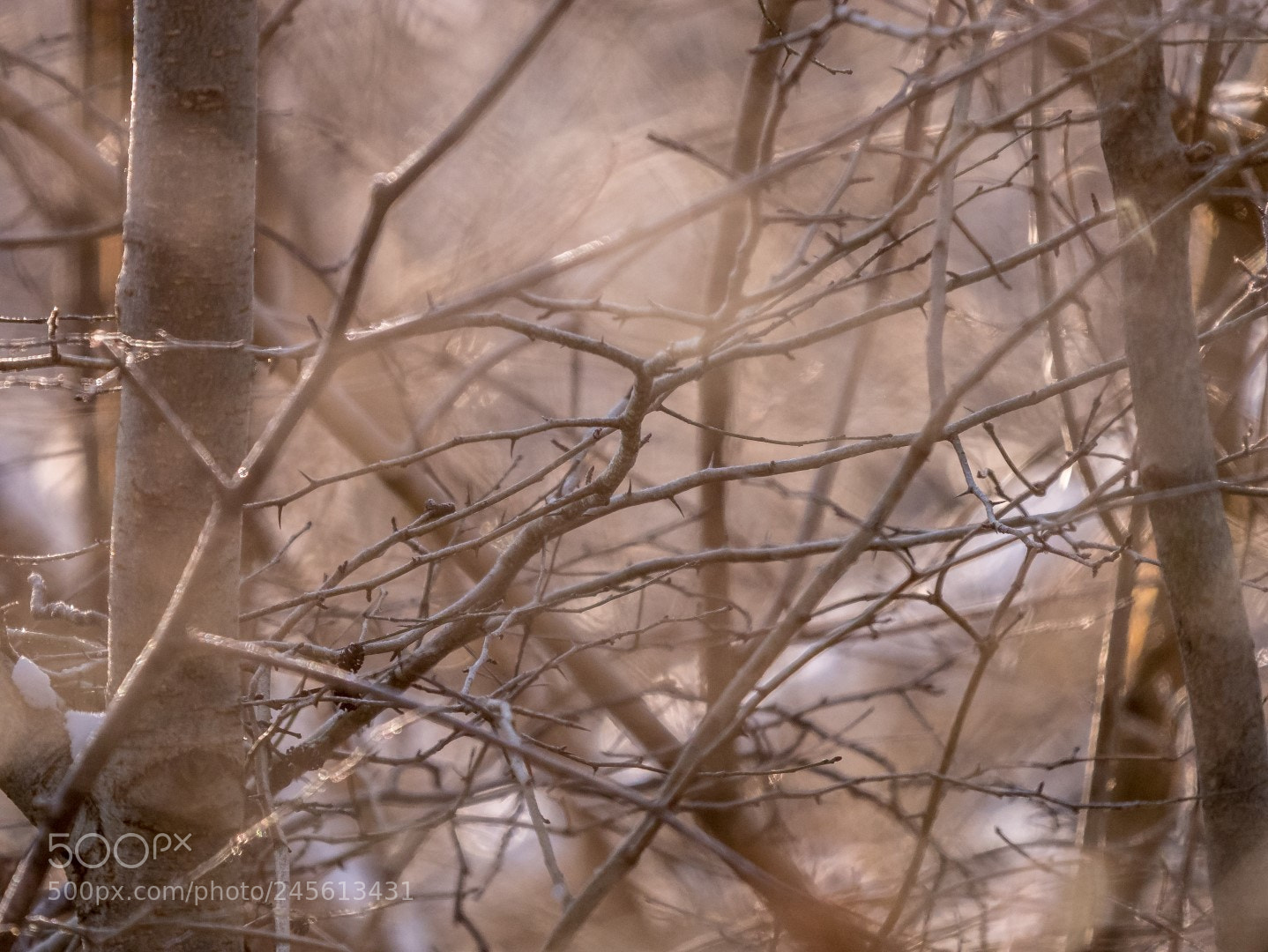Panasonic Lumix DMC-GX85 (Lumix DMC-GX80 / Lumix DMC-GX7 Mark II) sample photo. Winter light photography