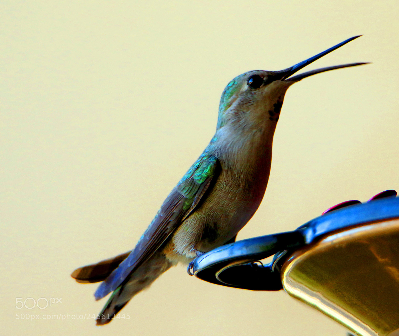Canon EOS 7D Mark II sample photo. Hummingbird with open beak photography