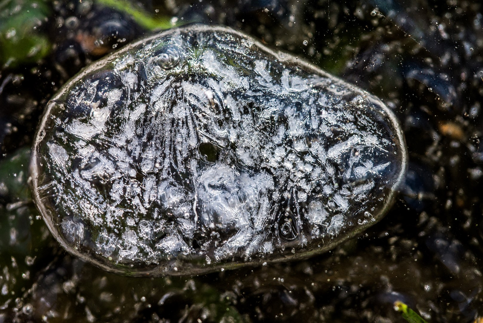 Panasonic Lumix DMC-GX1 sample photo. Cell shaped ice photography