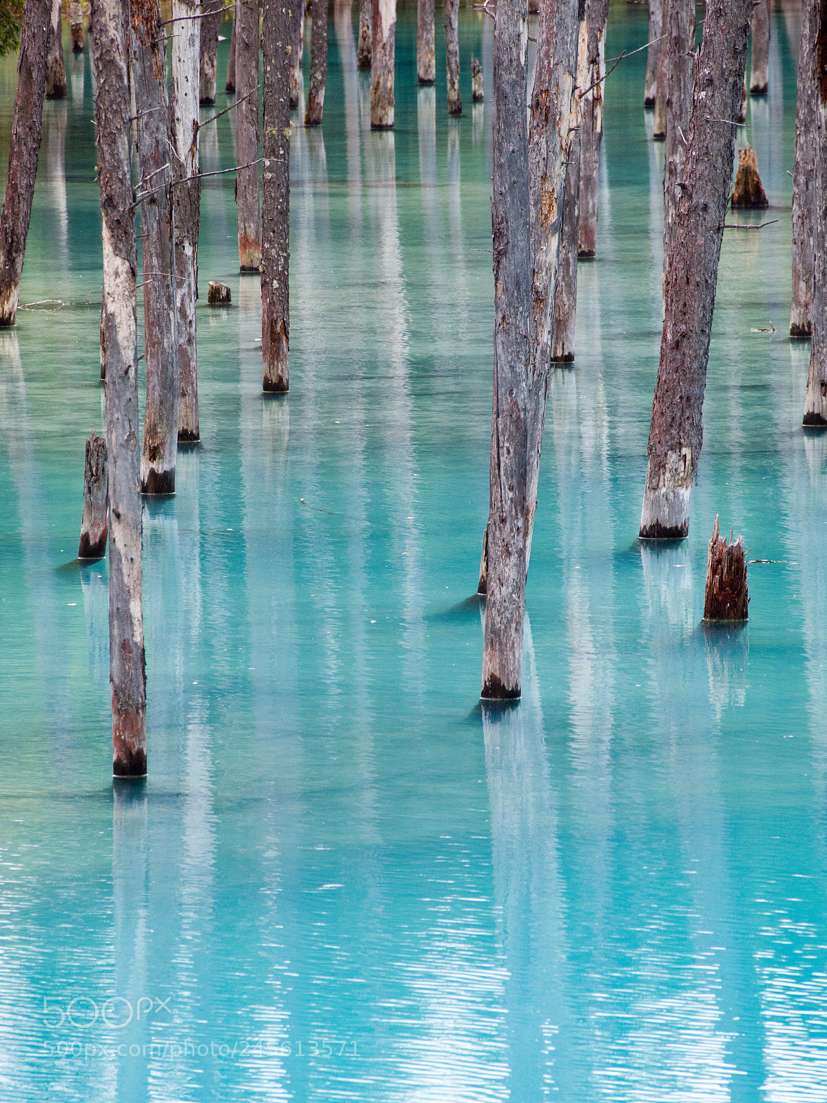 Olympus PEN E-P1 sample photo. Blue pond, white trees photography