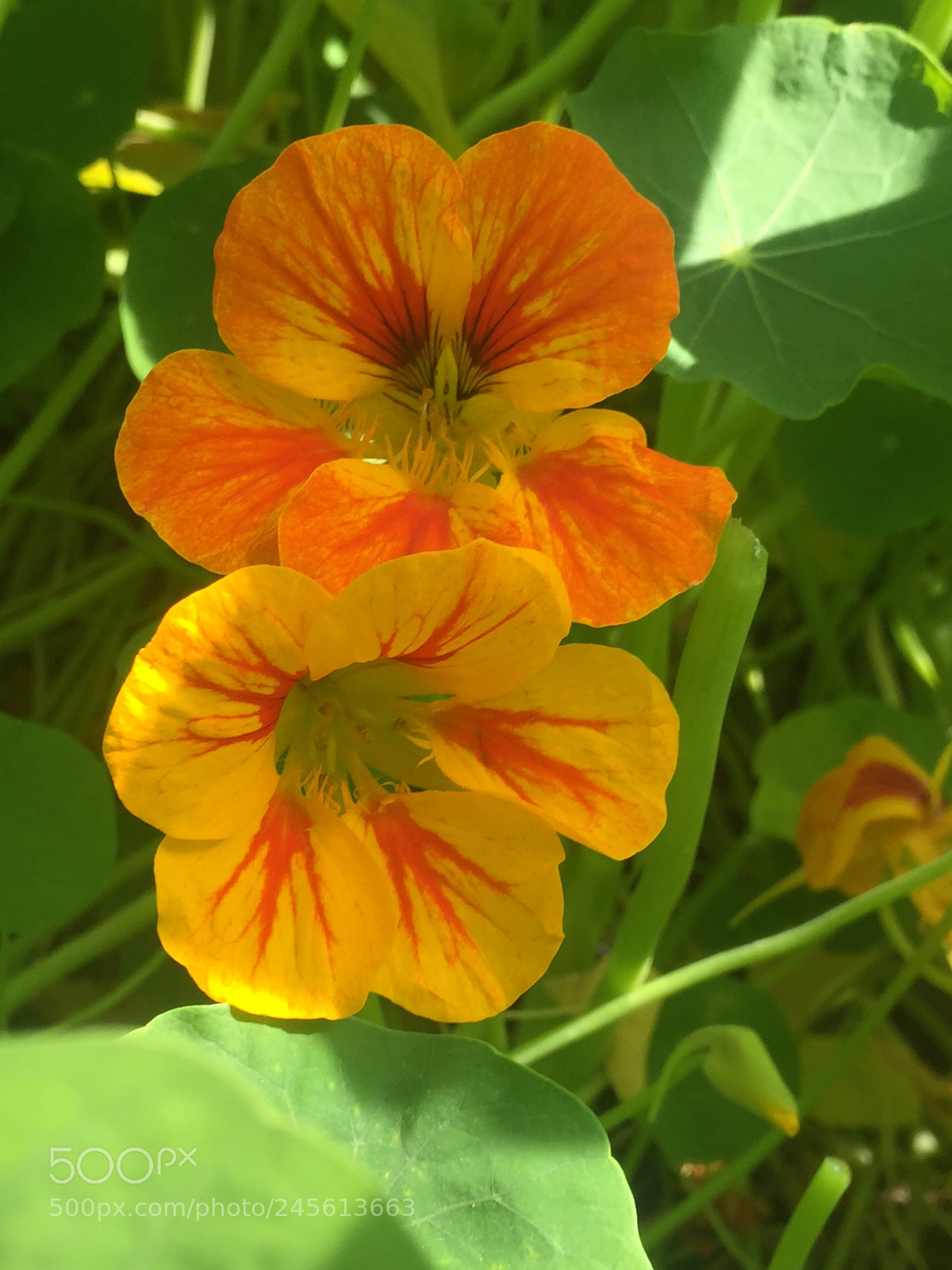 Apple iPhone 6 Plus sample photo. Orange & yellow photography