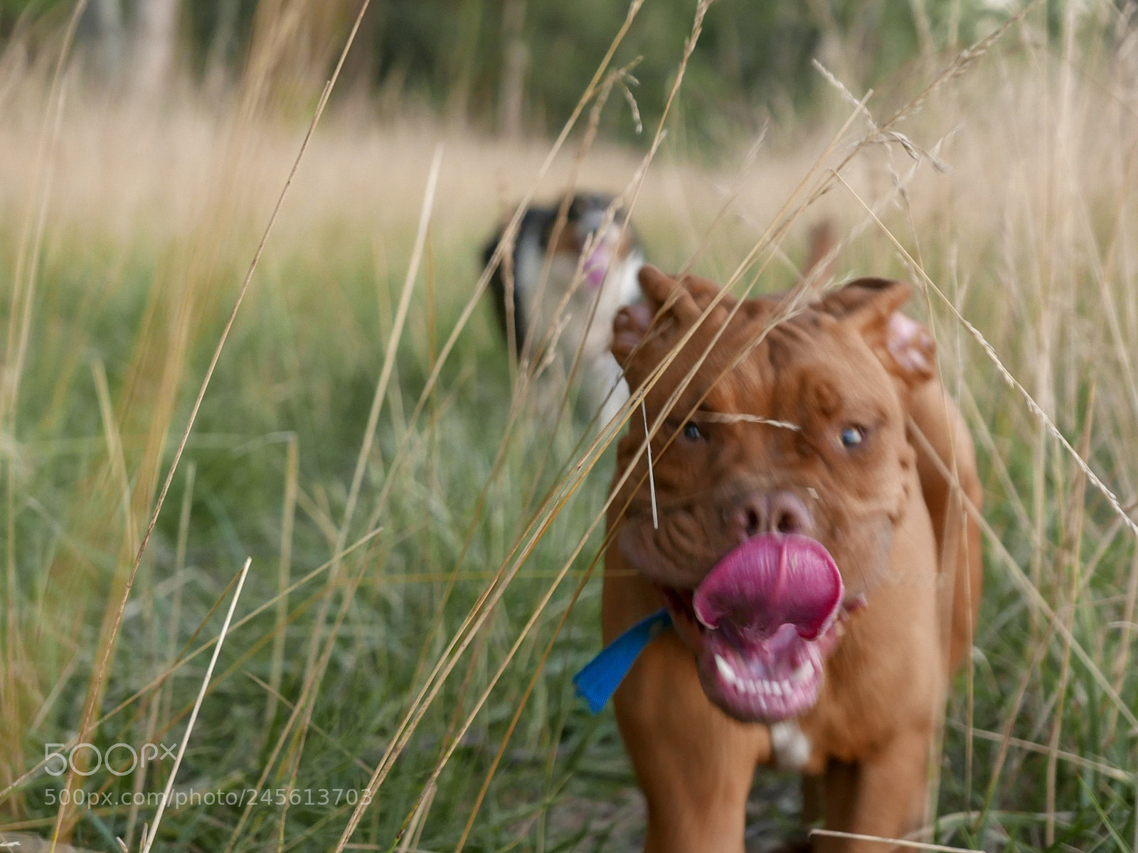 Panasonic Lumix DMC-LX100 sample photo. Bone photography