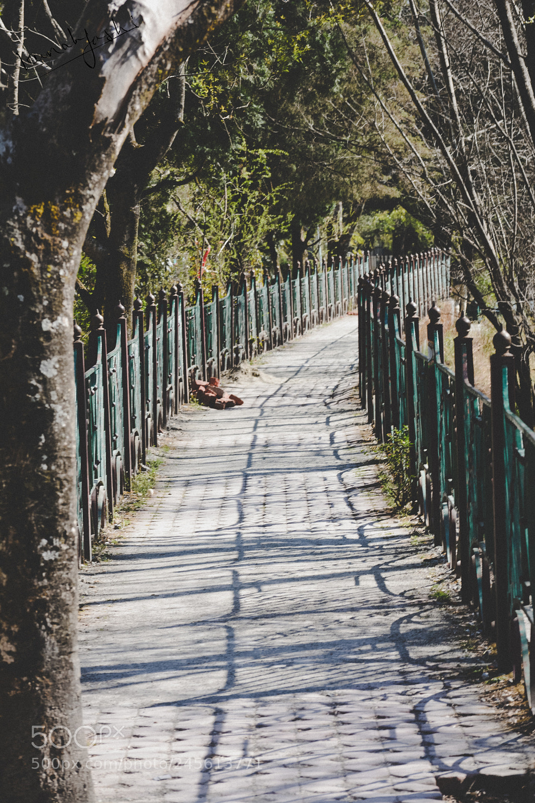 Nikon D5200 sample photo. Make your way photography