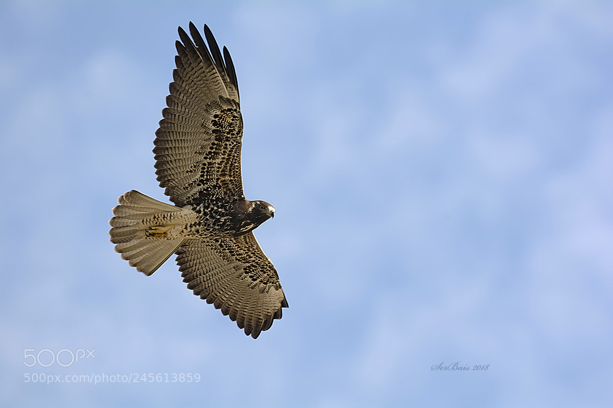 Nikon D7100 sample photo. Águila mora photography