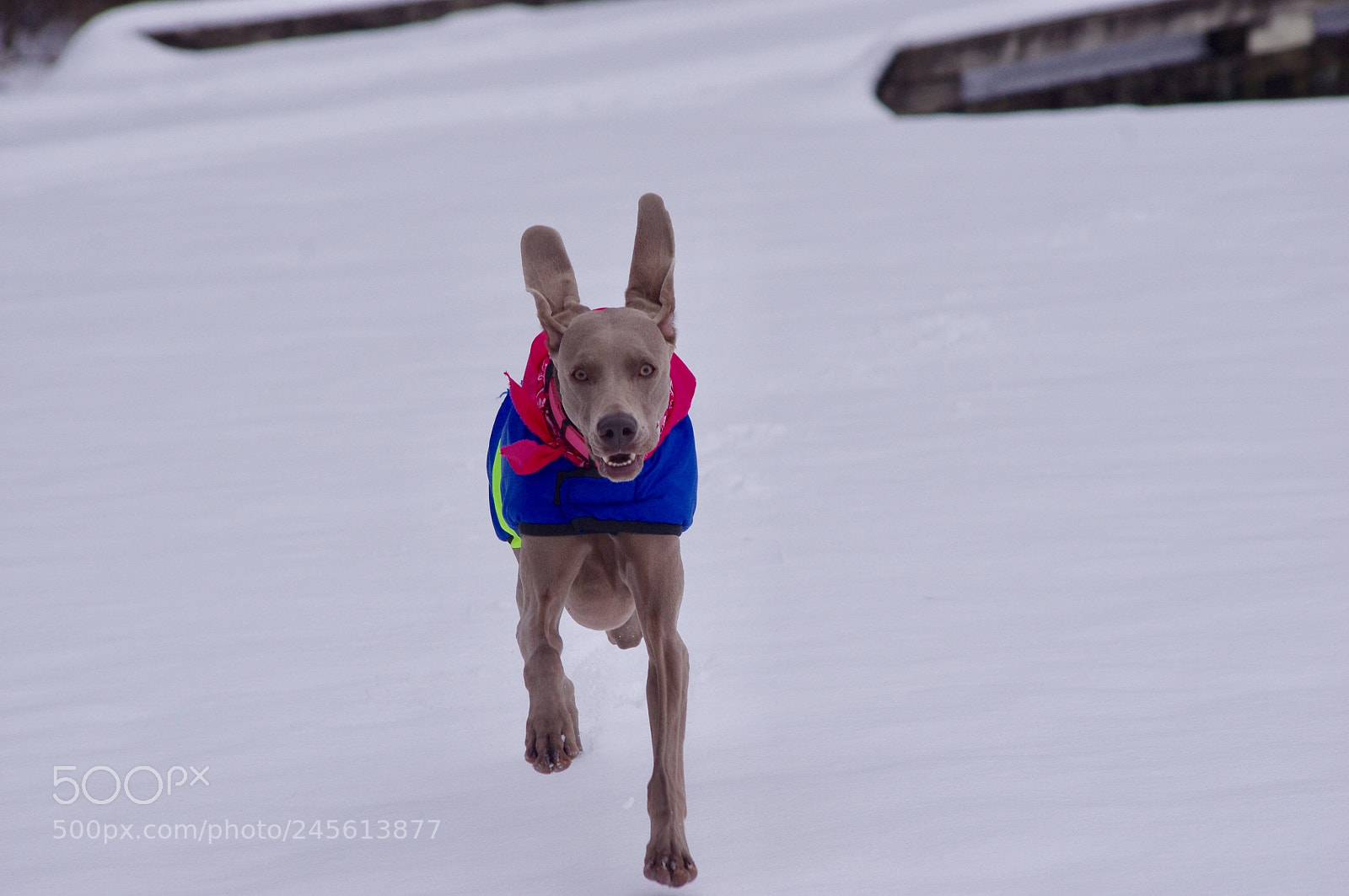 Pentax K-x sample photo. This is my dog  photography