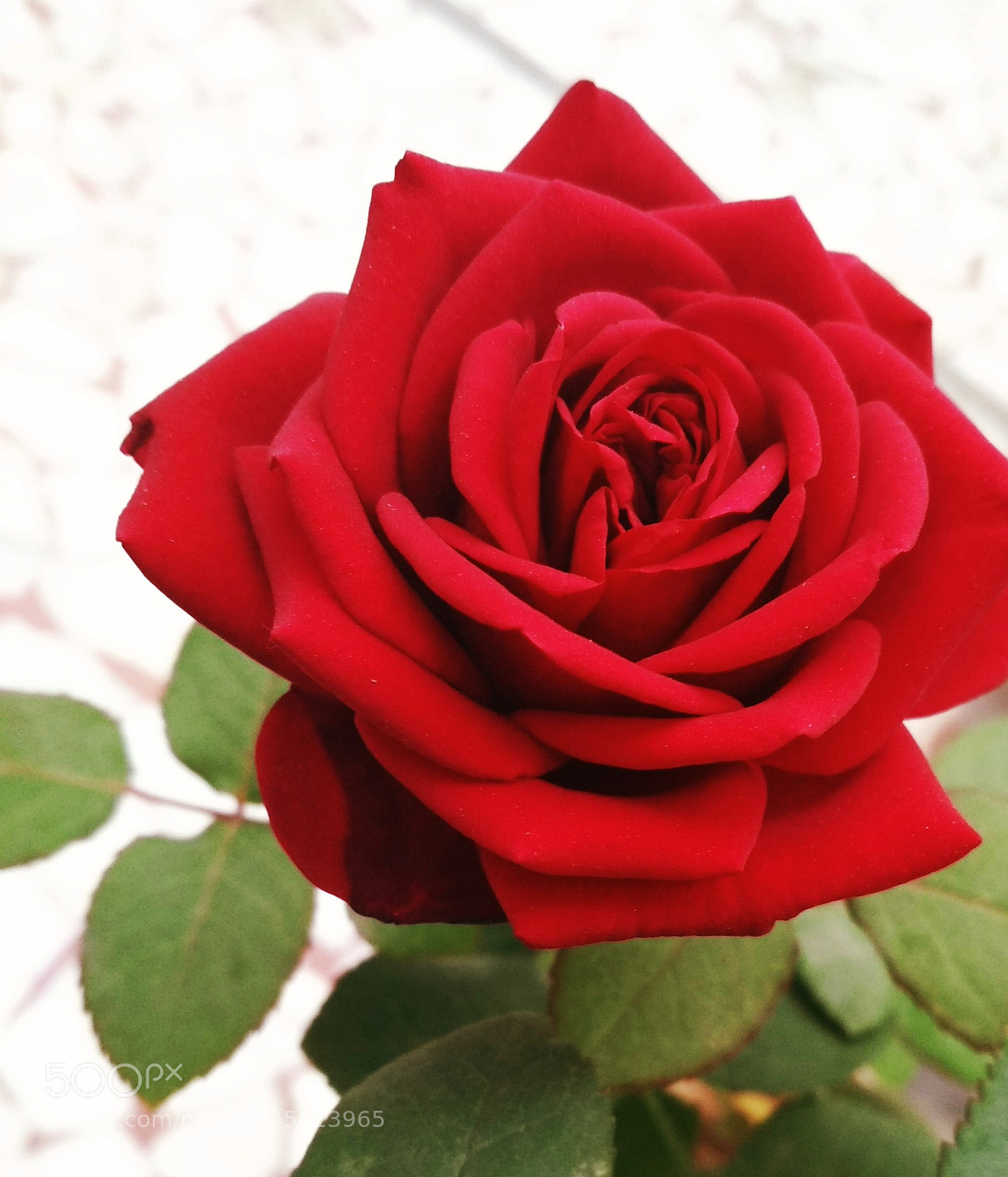 Xiaomi Redmi 4 Pro sample photo. Red blossom photography