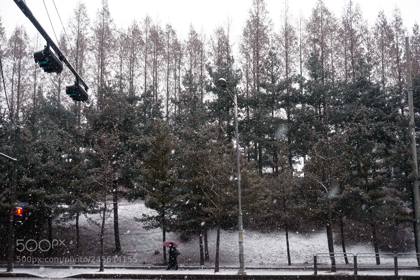 Sony Alpha a5000 (ILCE 5000) sample photo. The waiting snow fell photography