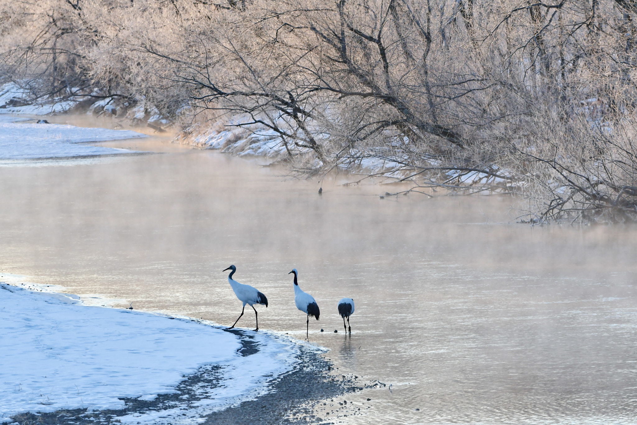 Nikon D500 + Nikon AF-S Nikkor 300mm F2.8G ED VR II sample photo. 鶴 photography