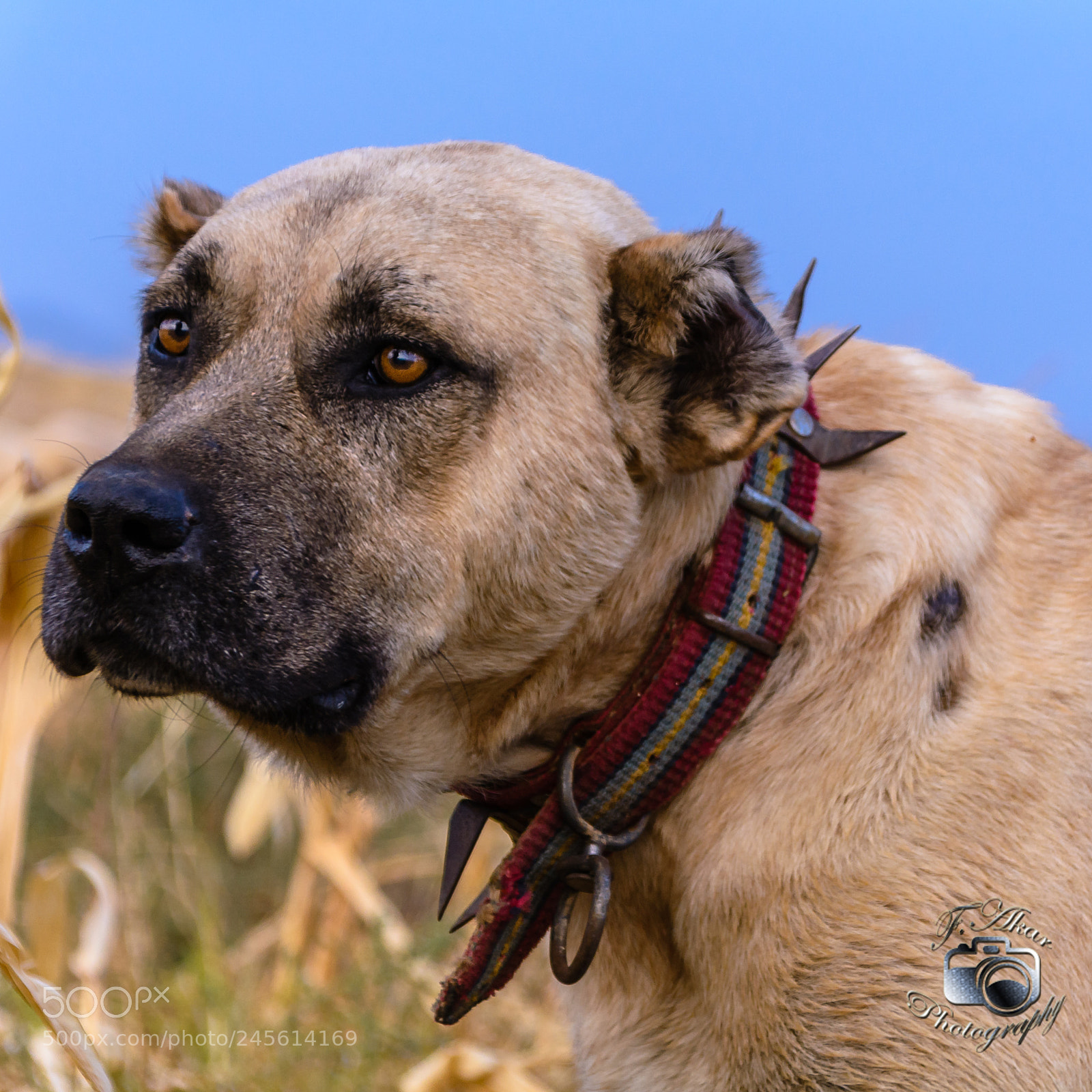 Nikon D5200 sample photo. Bandog photography