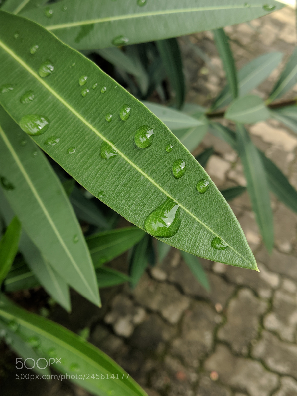Xiaomi Mi A1 sample photo. Untitled photography