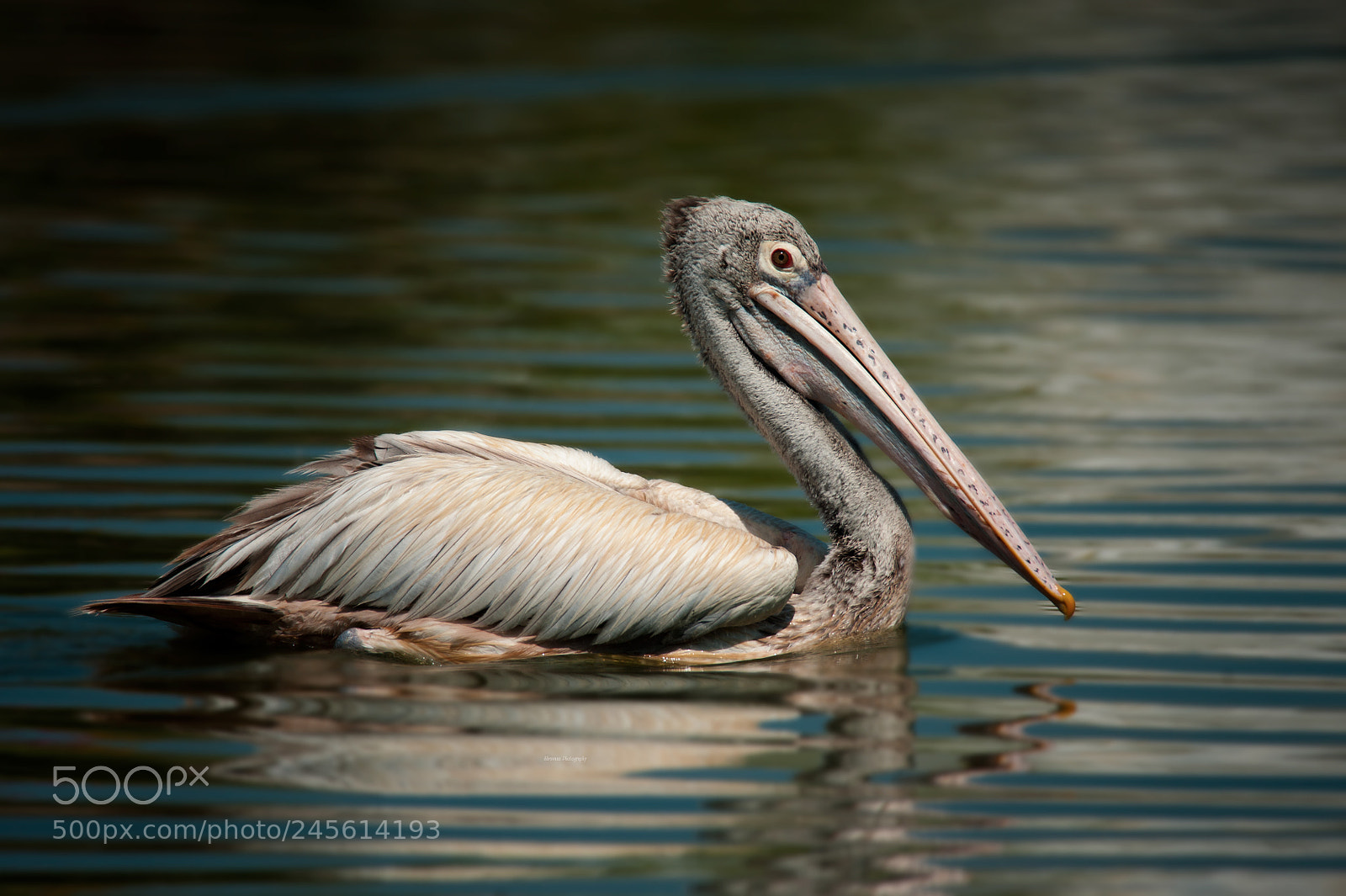 Nikon D700 sample photo. Pelican photography