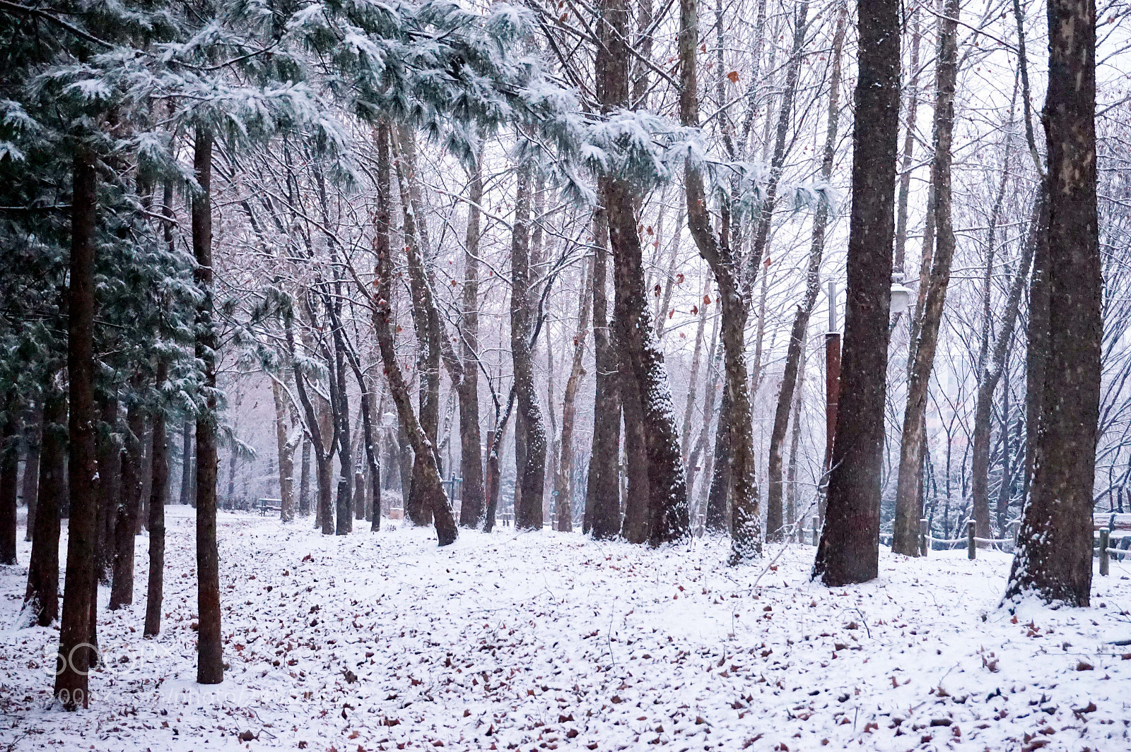 Sony Alpha a5000 (ILCE 5000) sample photo. The waiting snow fell photography