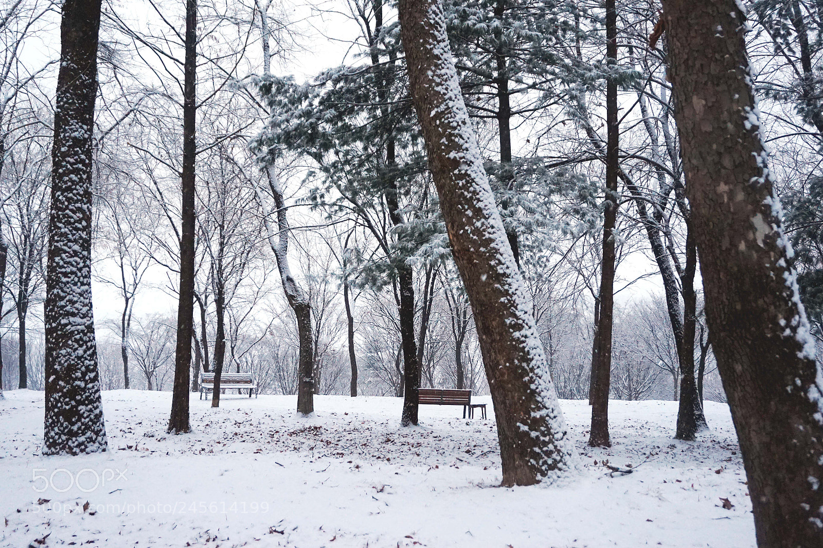 Sony Alpha a5000 (ILCE 5000) sample photo. The waiting snow fell photography