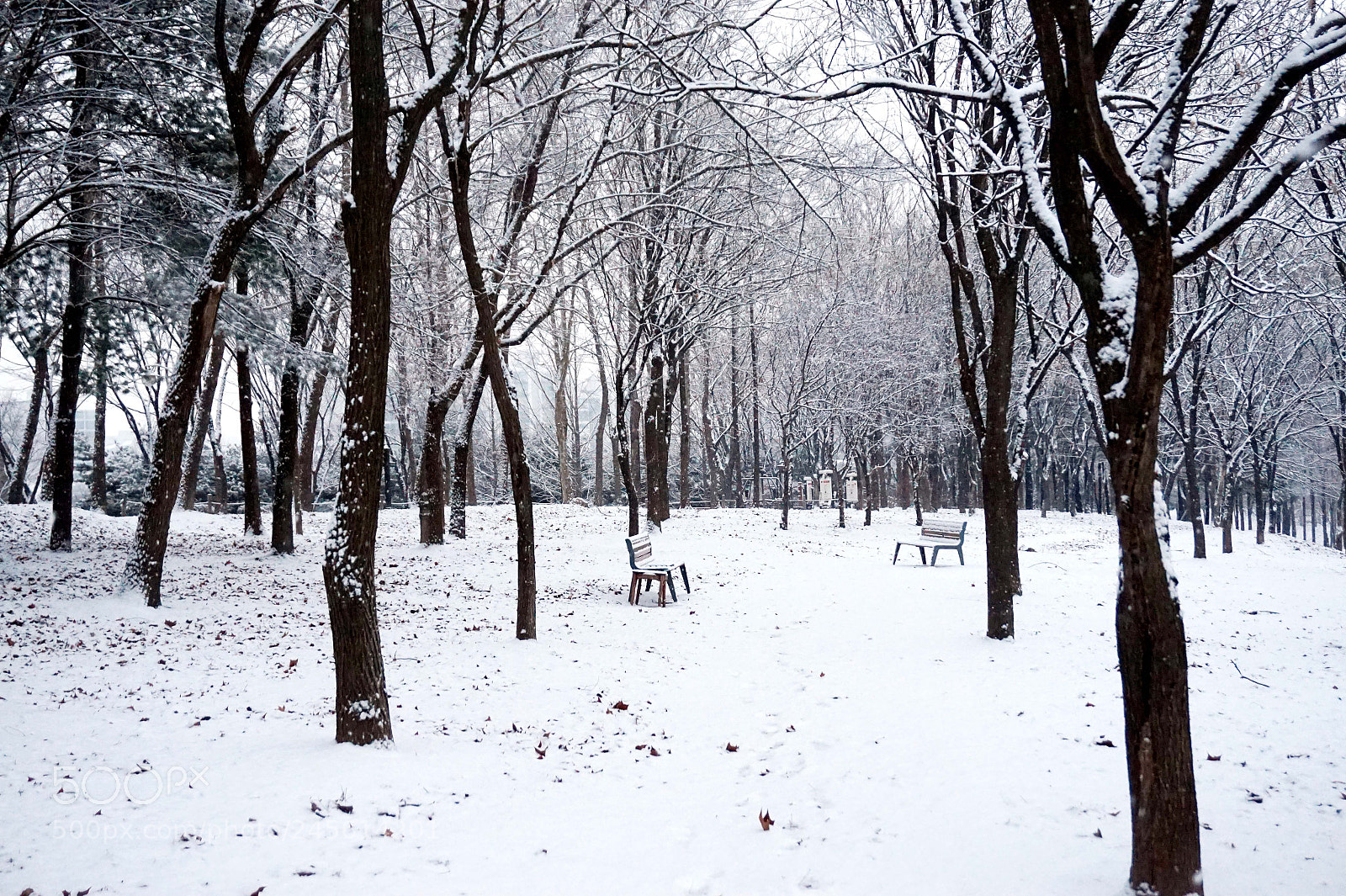 Sony Alpha a5000 (ILCE 5000) sample photo. The waiting snow fell photography